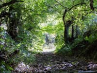 Biodiversity Offsetting Forest Path