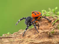 The Big Bang Ladybird Spider