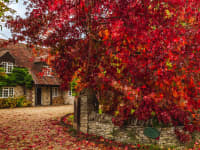 autumn leaves in oxfordshire