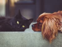 How to have a pet-friendly home King Charles Cavalier and Black Cat