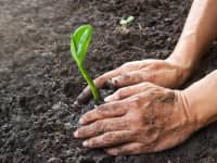 Gardening Man Planting By Hand