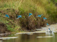 The Big Bang Small Blue Kingfishers Spring 