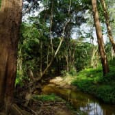 Small Stream in Green Woodland