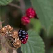 Hedgerows BRAMBLES FRUIT