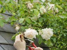 dead heading a rose. Rosa Madame Alfred Carriere credit Michael Marriott u81t1p