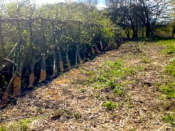 Hedgerow laying