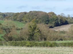 HEDGEROWS around fields