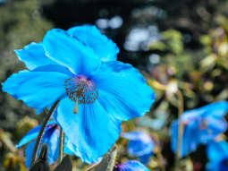 Bhutan Kingdom of the Sky Himalayan Blue Poppy