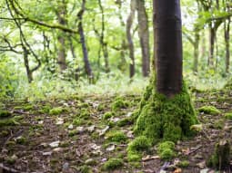Biodiversity Offsetting Forest Floor