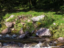 Biodiversity Offsetting Forest Stream