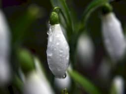 Autumn Adventures Whatever The Weather Snow drops