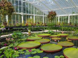 Waterlily House