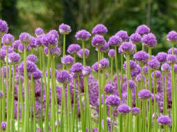 allium 2468524 1920