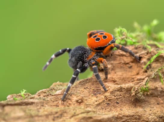 The Big Bang Ladybird Spider