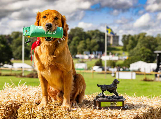 Top golden retriever River Soul Amazing Diego Italy vlslzw