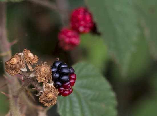 Hedgerows BRAMBLES FRUIT