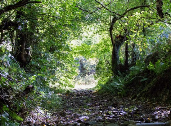 Biodiversity Offsetting Forest Path