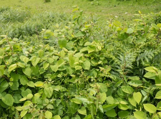 Japanese Knotweed