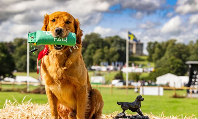 Top golden retriever River Soul Amazing Diego Italy lsnekw