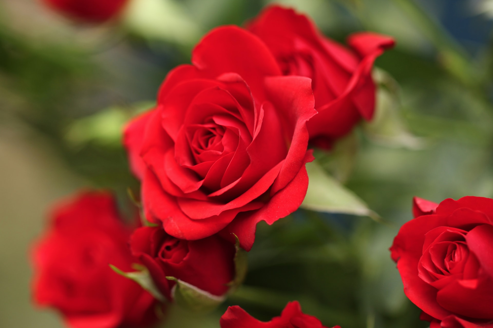 Types Of Red Roses: Selecting And Growing Roses That Are Red