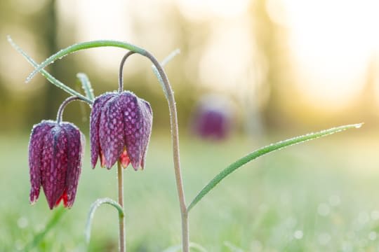 Waterperry April 2015 ML IMG 7175 022 hdh6pa xreoj7