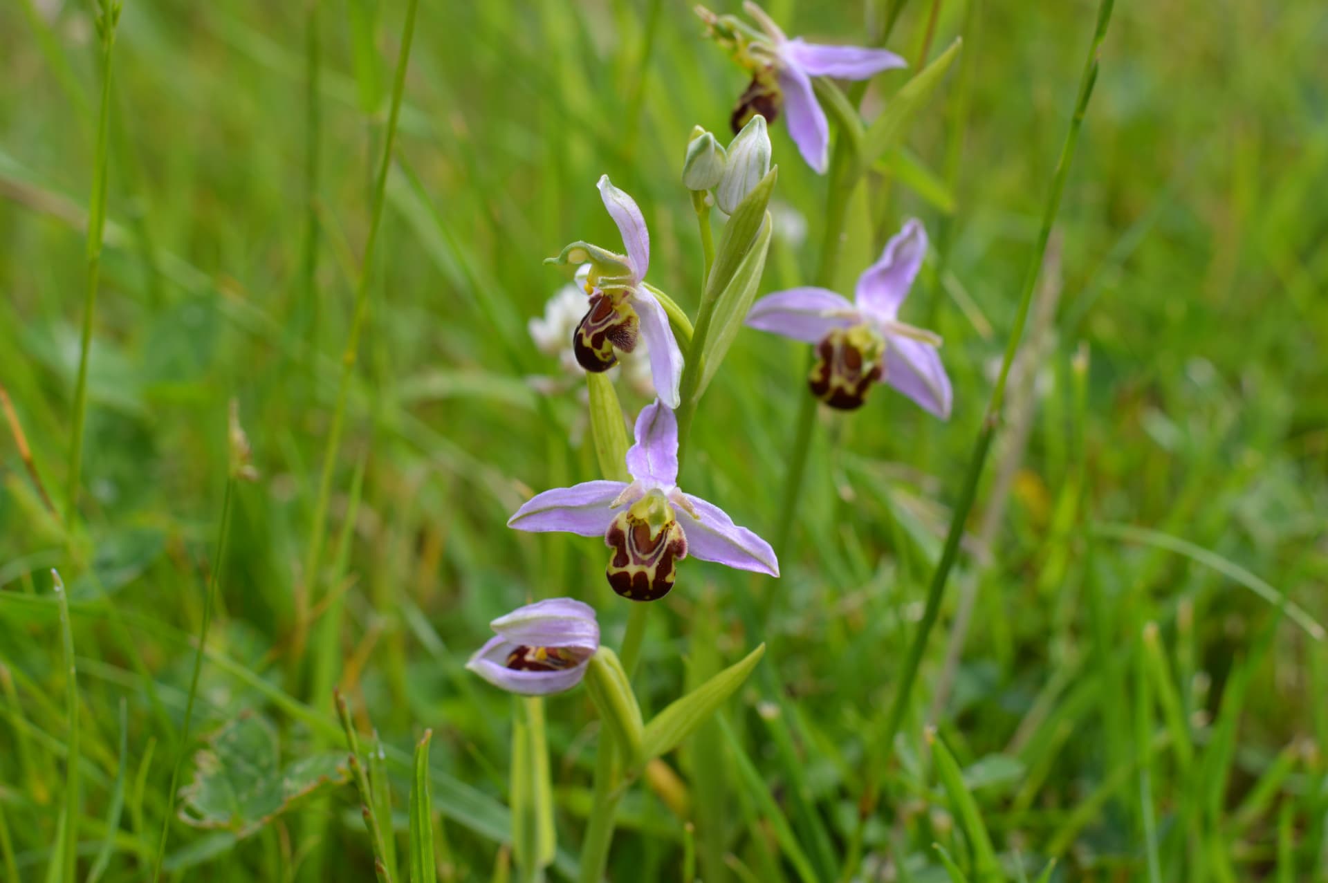 Bee orchid lcwrua