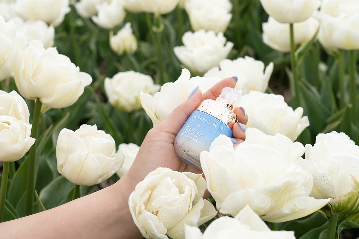 Dew Drops Tulip Fields Open qcjifm