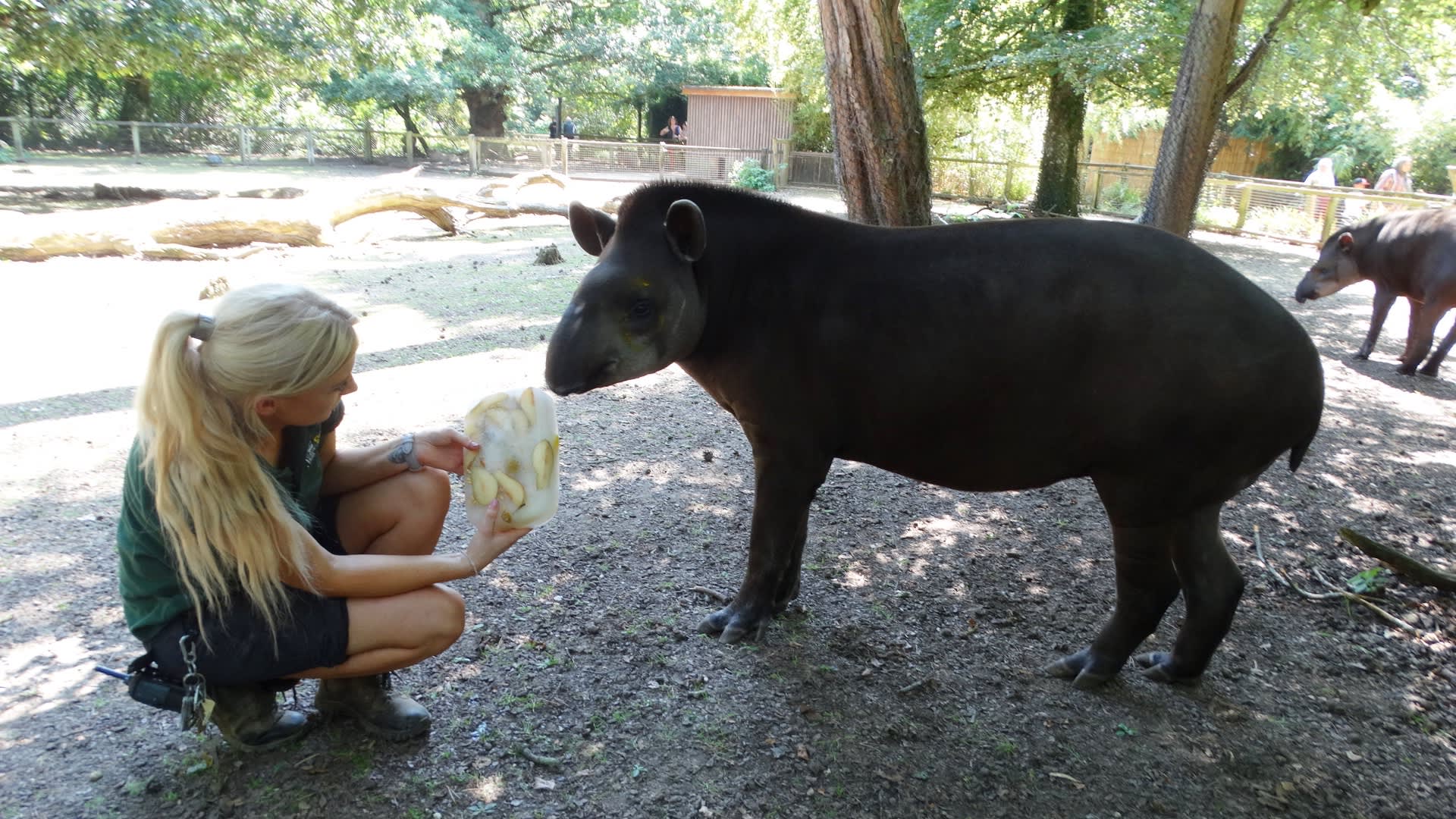 Cotswold Wildlife Park Ice Tapirs with keeper Jenni