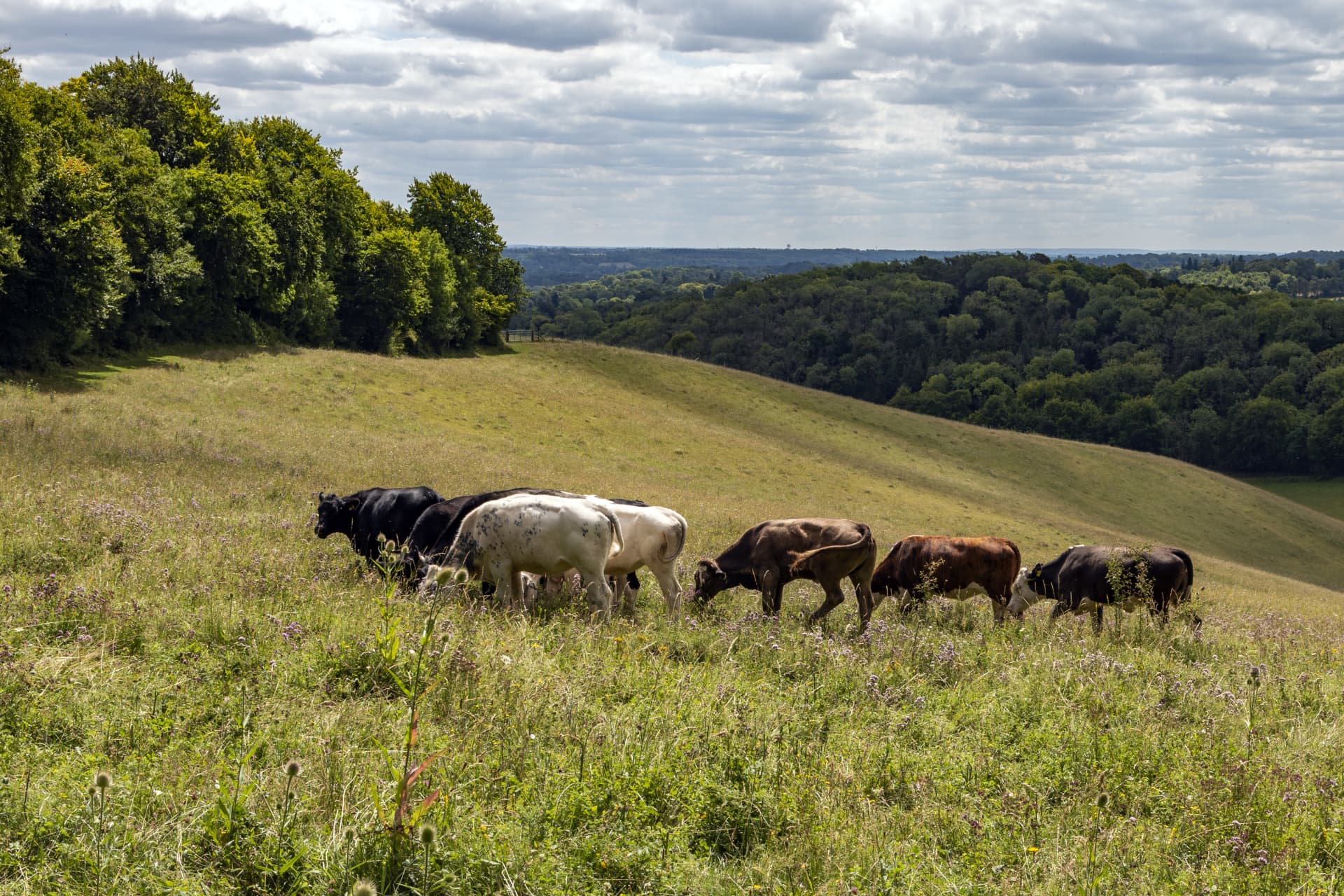 cows on Holies Down National Trust Images Hugh Mothersole d6w7y6