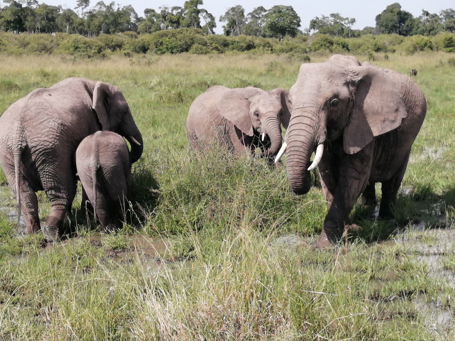 elephants