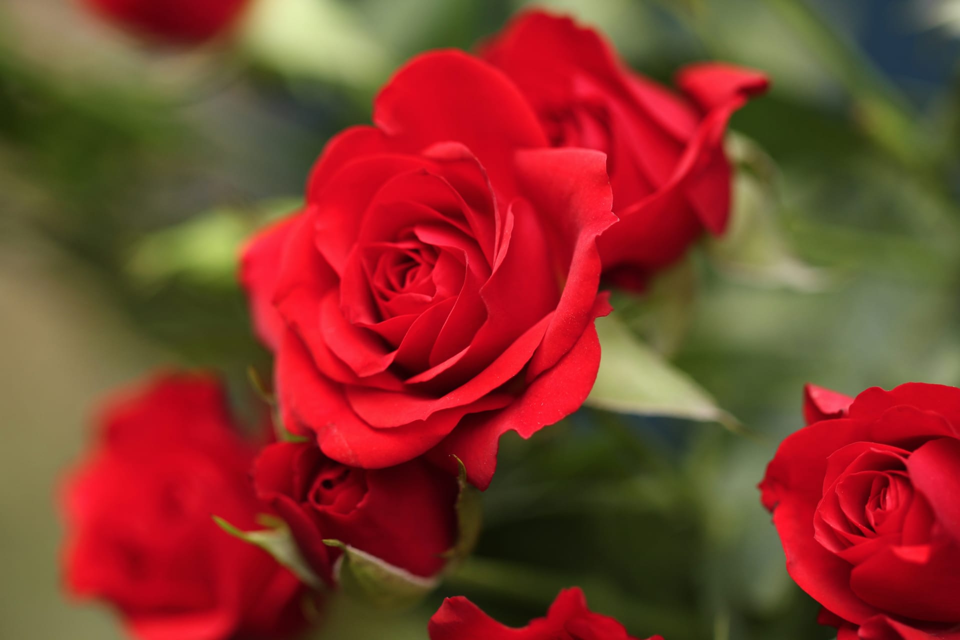 Why Red Roses Are Associated with Romance and Love