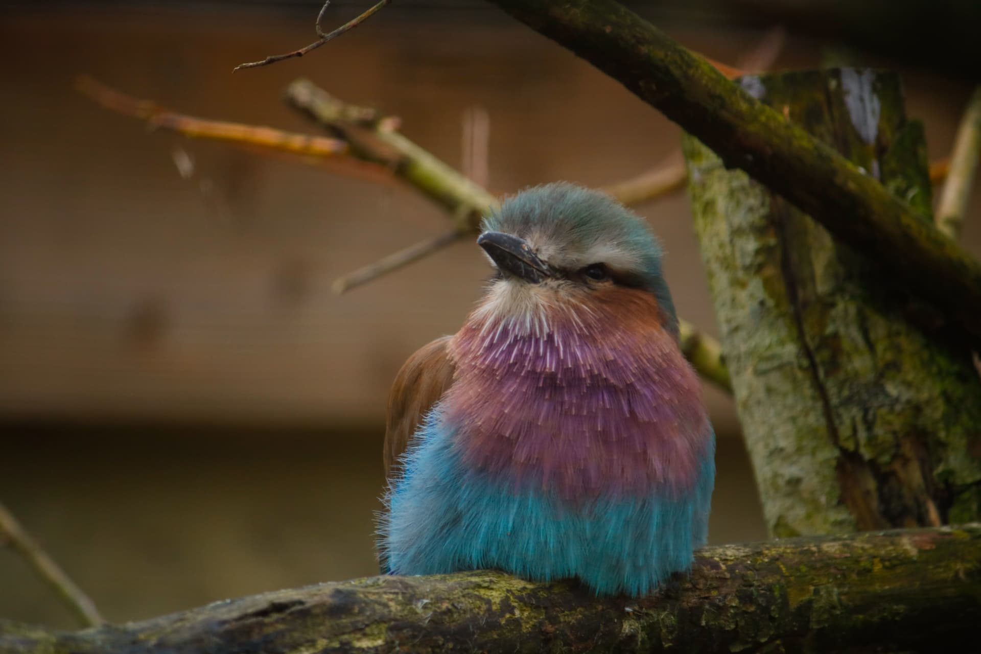 A Lilac breasted roller