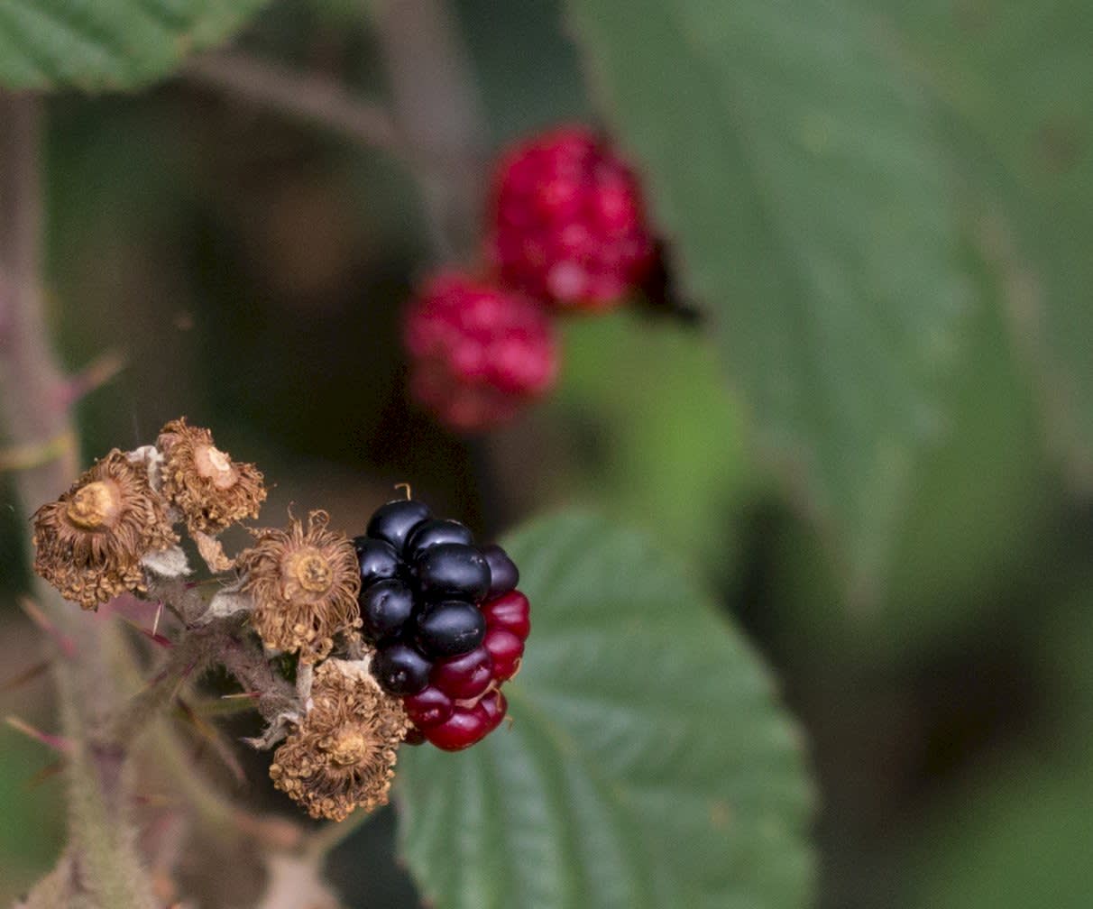 Hedgerows BRAMBLES FRUIT