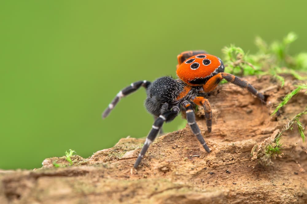 The Big Bang Ladybird Spider