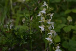 Butterfly orchid zjscac