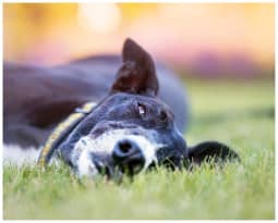 Greyhound Office Dog 