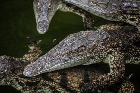 4. April Nile crocodiles ujkwmb