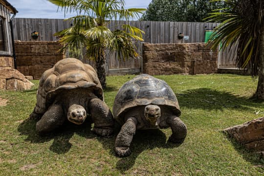9.Galapagos Tortoises jkvzs8