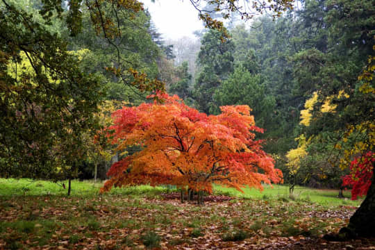 Batsford arboretum autumn dgmwvq