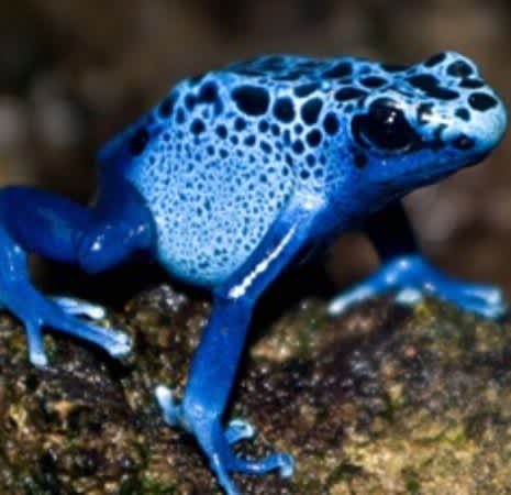 Blue Poison Dart Frog 465x450 yzh8et