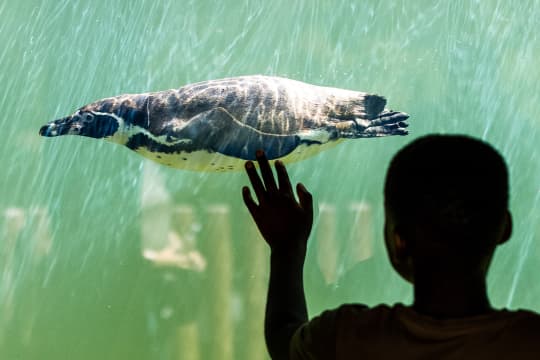 Boy and penguin viewing window n0wrdd