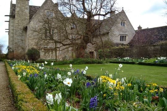 Kelmscott Manor Back Lawn Mulberry Tree