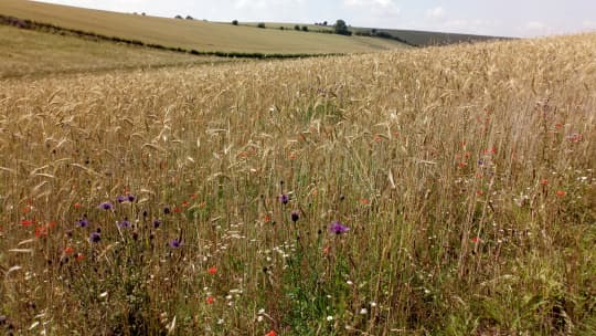 OAD Heritage rye field with crop weeds 1 1 cpxis1