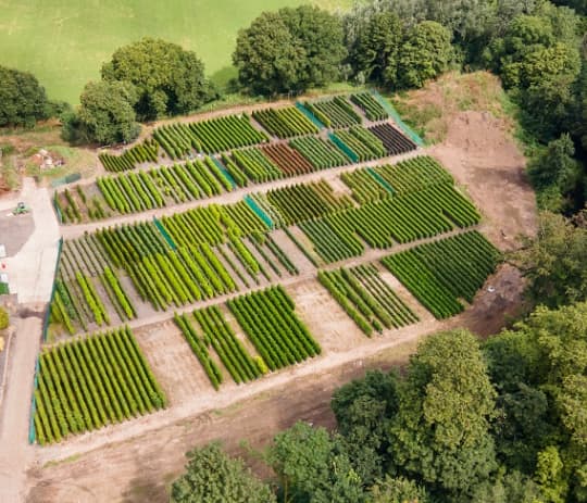 Practical Instant Hedge at Iver nursery b59nhp