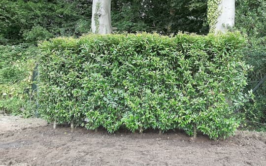 Screening with Practical Instant Hedge ugyaxs