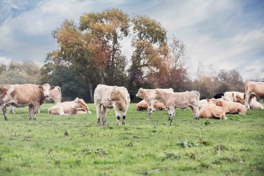 Waterperry Farm Shop Oct 2017 45 heifer copy a4xhiv