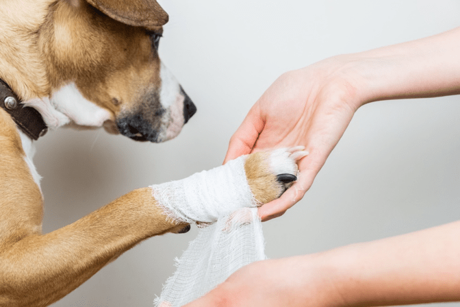 why-should-you-complete-a-dog-first-aid-course