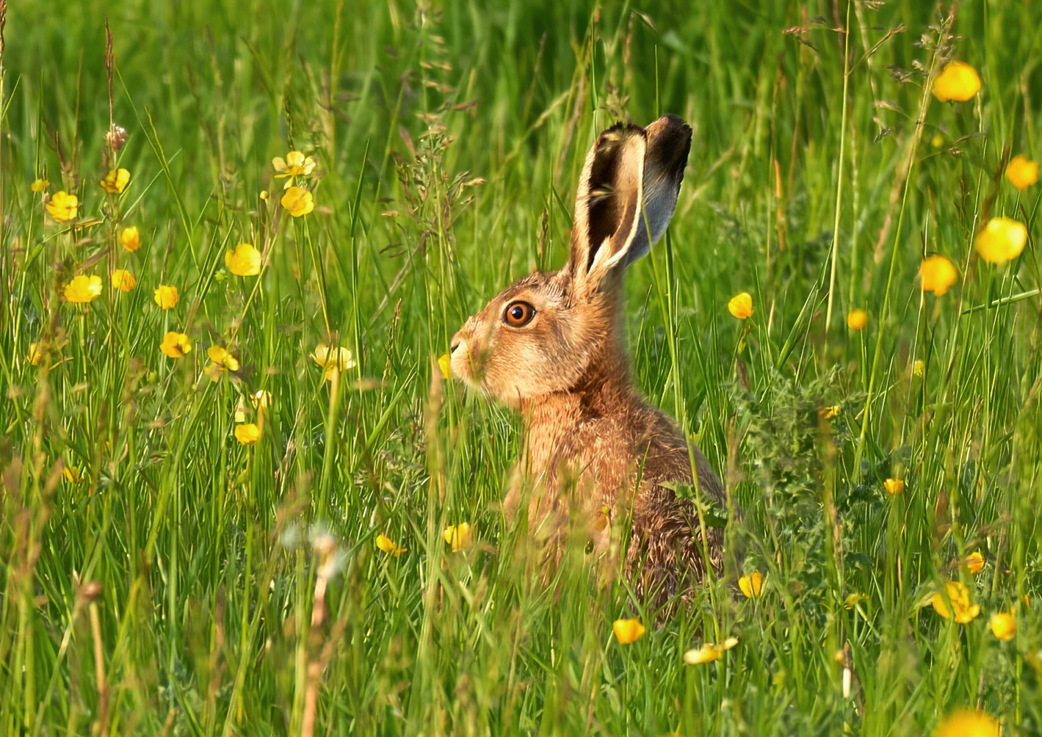 Mammals runner-up - Jono Mckendry