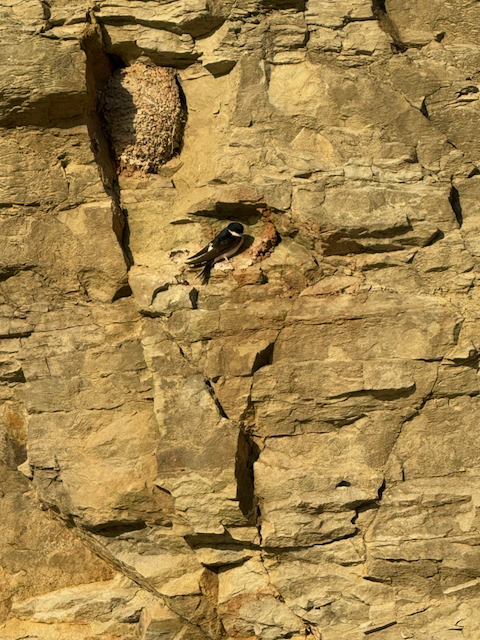 Swallows nesting in sandstone brickwork