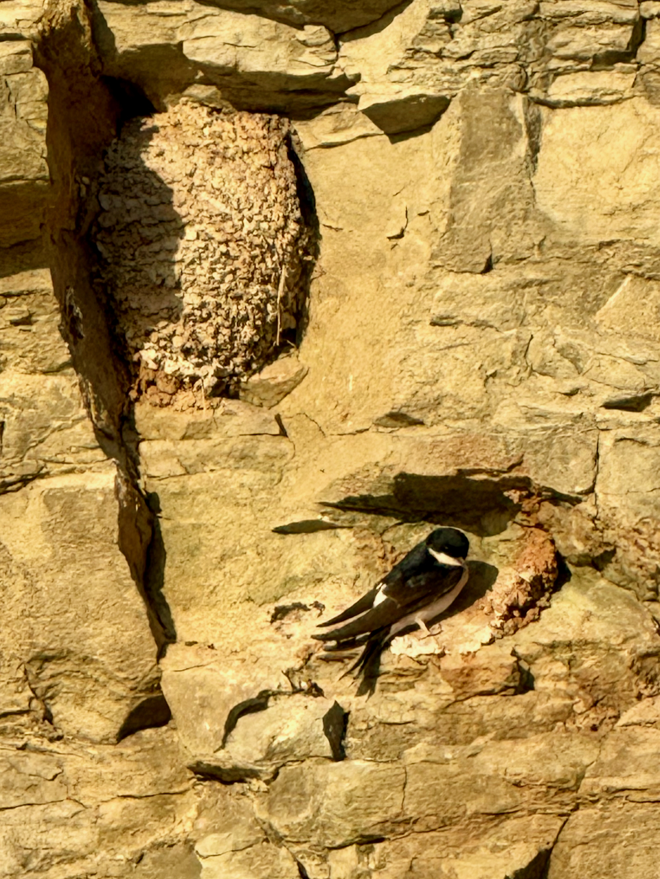 Swallows in flight